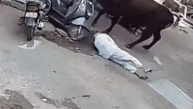 Sikar Tragedy: Bull Attacks Kill ANM, Young Man; Stray Animal Crisis Escalates