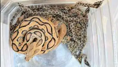 Massive Snake Rescue: 23 Russell's Vipers, Including 22 Newborns, Found in Udaipur Home