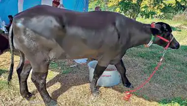 Climate Change Hits India's Dairy: Haryana Milk Production Drops Amid Rising Heat, Humidity