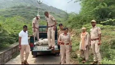 Leopard Sighting Plunges Ajmer's Kajipura Village into Fear