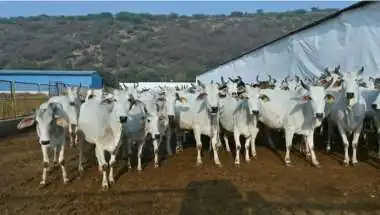 Jaipur Cow Shelter Scam: Government Gets Tough After ₹57 Crore Fraud Revelation